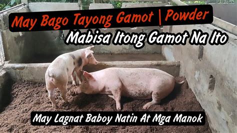 gamot sa sipon ng baboy|ANO GAMOT SA BABOY NA MAY UBO SIPON AT LAGNAT.